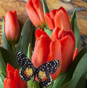 Meet your Posher, Maggie m